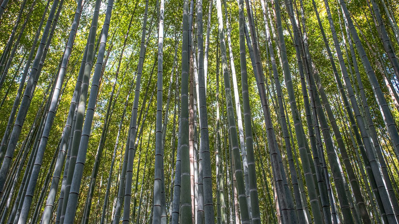 Wallpaper forest, bamboo, bamboo forest, trees, nature