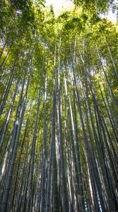 Preview wallpaper forest, bamboo, bamboo forest, trees, nature