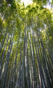 Preview wallpaper forest, bamboo, bamboo forest, trees, nature