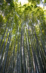 Preview wallpaper forest, bamboo, bamboo forest, trees, nature