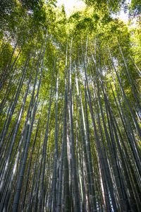 Preview wallpaper forest, bamboo, bamboo forest, trees, nature