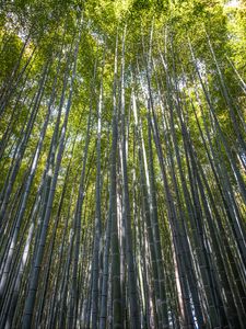 Preview wallpaper forest, bamboo, bamboo forest, trees, nature