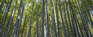 Preview wallpaper forest, bamboo, bamboo forest, trees, nature