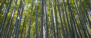 Preview wallpaper forest, bamboo, bamboo forest, trees, nature