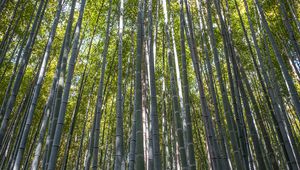 Preview wallpaper forest, bamboo, bamboo forest, trees, nature