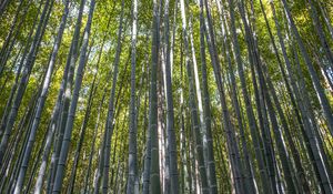 Preview wallpaper forest, bamboo, bamboo forest, trees, nature