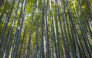 Preview wallpaper forest, bamboo, bamboo forest, trees, nature