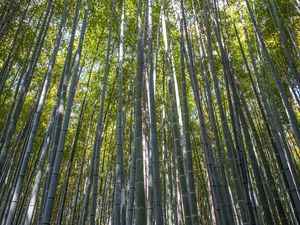 Preview wallpaper forest, bamboo, bamboo forest, trees, nature