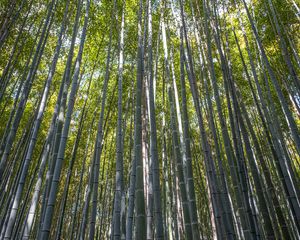 Preview wallpaper forest, bamboo, bamboo forest, trees, nature