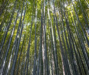 Preview wallpaper forest, bamboo, bamboo forest, trees, nature