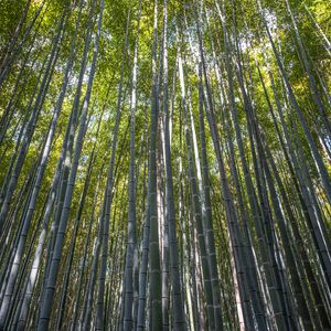 Preview wallpaper forest, bamboo, bamboo forest, trees, nature