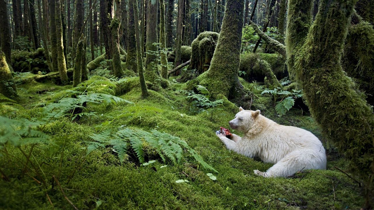 Wallpaper forest, bear, meal, albino