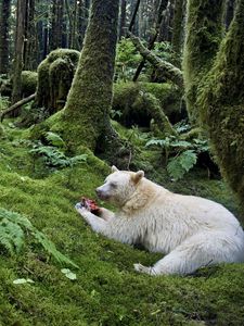 Preview wallpaper forest, bear, meal, albino