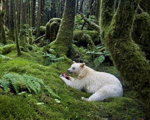 Preview wallpaper forest, bear, meal, albino