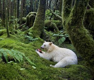Preview wallpaper forest, bear, meal, albino