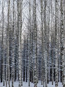 Preview wallpaper forest, birch, trees, snow, winter, nature