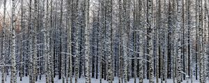 Preview wallpaper forest, birch, trees, snow, winter, nature