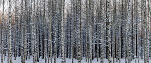 Preview wallpaper forest, birch, trees, snow, winter, nature