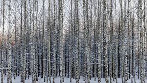 Preview wallpaper forest, birch, trees, snow, winter, nature