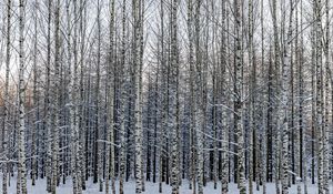 Preview wallpaper forest, birch, trees, snow, winter, nature