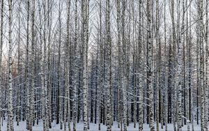 Preview wallpaper forest, birch, trees, snow, winter, nature