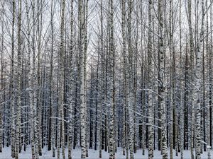 Preview wallpaper forest, birch, trees, snow, winter, nature