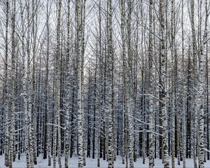 Preview wallpaper forest, birch, trees, snow, winter, nature