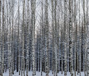 Preview wallpaper forest, birch, trees, snow, winter, nature