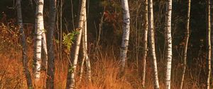 Preview wallpaper forest, birch, trees, autumn, nature