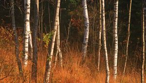 Preview wallpaper forest, birch, trees, autumn, nature