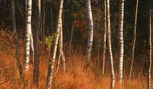 Preview wallpaper forest, birch, trees, autumn, nature