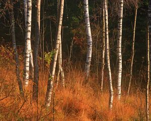 Preview wallpaper forest, birch, trees, autumn, nature