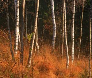 Preview wallpaper forest, birch, trees, autumn, nature
