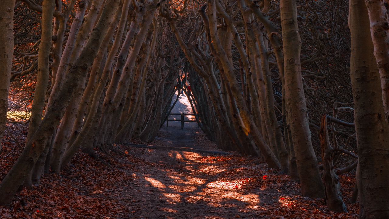 Wallpaper forest, branches, arch, autumn