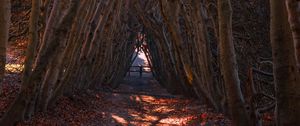 Preview wallpaper forest, branches, arch, autumn