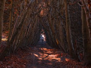 Preview wallpaper forest, branches, arch, autumn