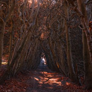 Preview wallpaper forest, branches, arch, autumn