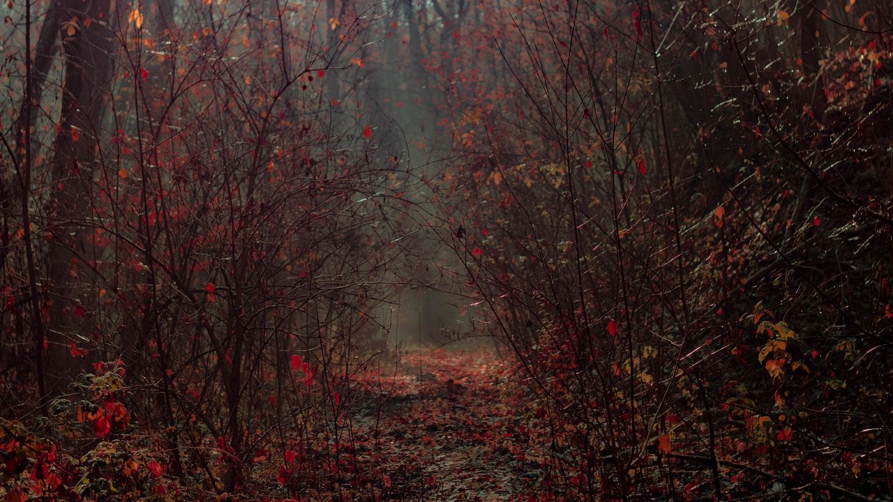 Wallpaper forest, branches, fog, autumn, foliage