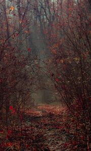 Preview wallpaper forest, branches, fog, autumn, foliage