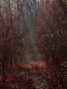 Preview wallpaper forest, branches, fog, autumn, foliage
