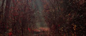 Preview wallpaper forest, branches, fog, autumn, foliage
