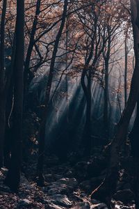 Preview wallpaper forest, branches, rays, trees, stones