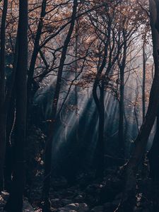 Preview wallpaper forest, branches, rays, trees, stones