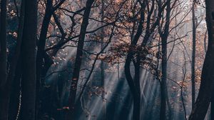 Preview wallpaper forest, branches, rays, trees, stones