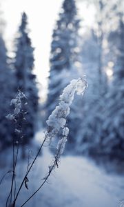 Preview wallpaper forest, branches, snow, winter, macro, white