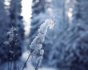 Preview wallpaper forest, branches, snow, winter, macro, white