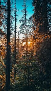 Preview wallpaper forest, branches, spruce, sun, rays