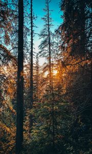 Preview wallpaper forest, branches, spruce, sun, rays