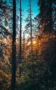 Preview wallpaper forest, branches, spruce, sun, rays