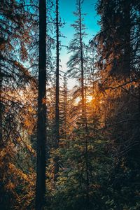 Preview wallpaper forest, branches, spruce, sun, rays